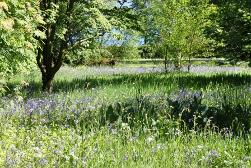 Bluebells in the spring at Armadale Castle Gardens